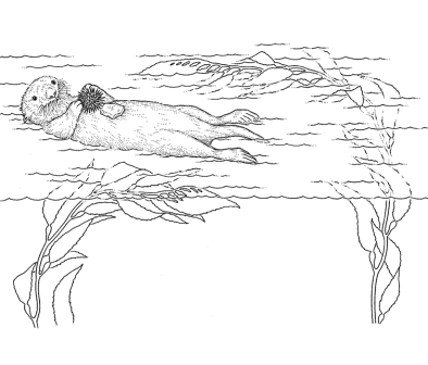 dibujo de nutria marina