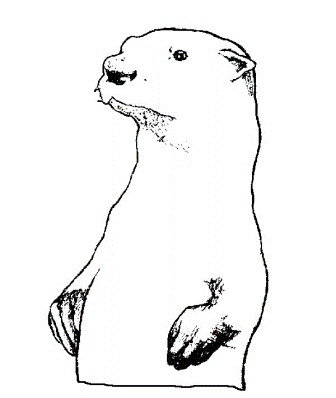 dibujo de nutria en el agua dibujo de nutria en el agua