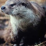 nutria