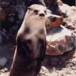nutria africana