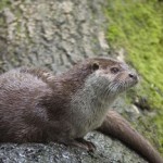 nutria europea en un tronco