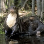 nutria gigante de frente