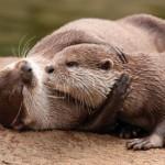 nutria y su cria