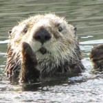 simpatica nutria marina