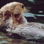 nutria gritando